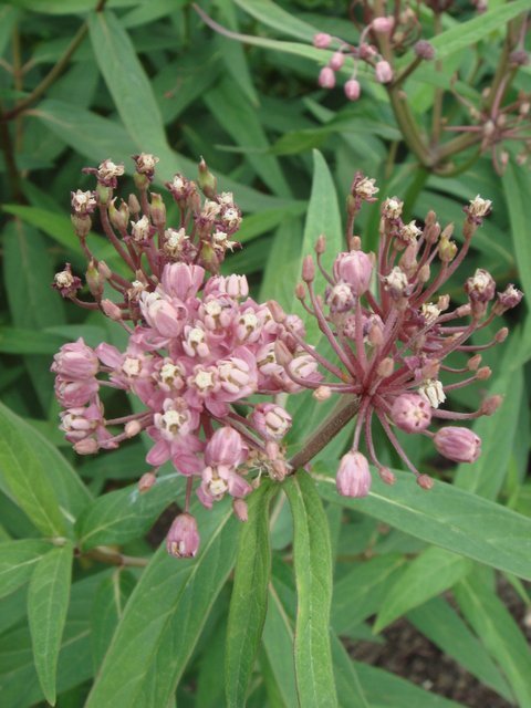 Asclepias incarnata fleur